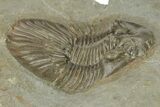 Beautiful Scabriscutellum Trilobite - Morocco #210172-3